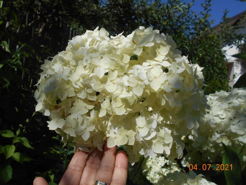  - 02 Azalee-rhododendroni-heleborusi-hortensii-hoste 2021