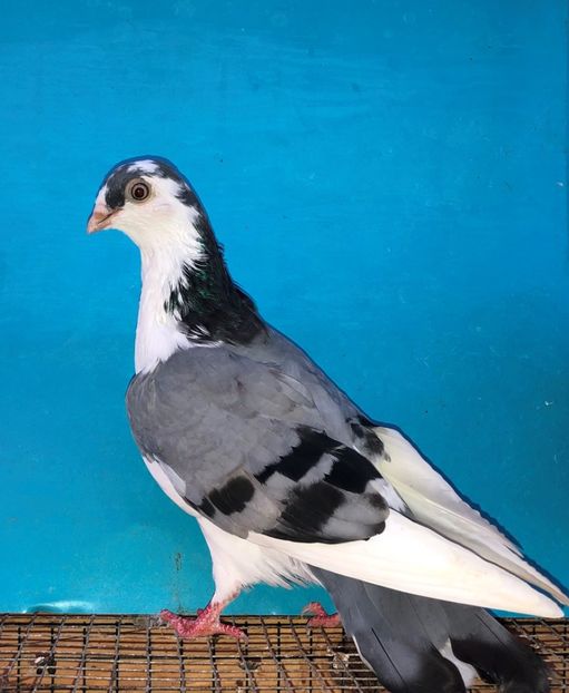 12288  femelă  2021 - Plecați ALBUM 3