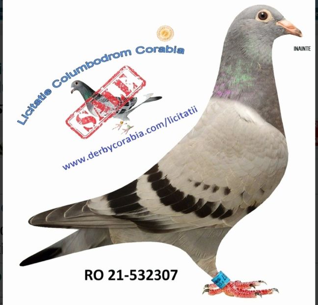 Noni Radulescu  2021 - 2021