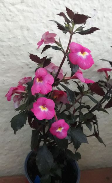  - 0001 2022 - Candy Girl