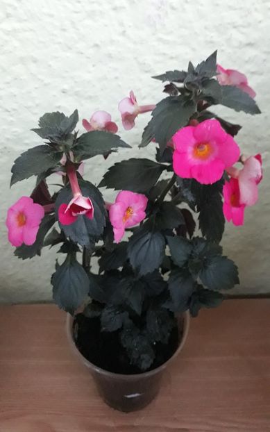  - 001 2021 - SUMMER BLITZ