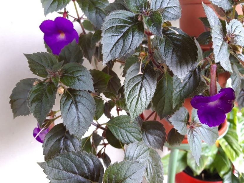 purple king - Achimenes