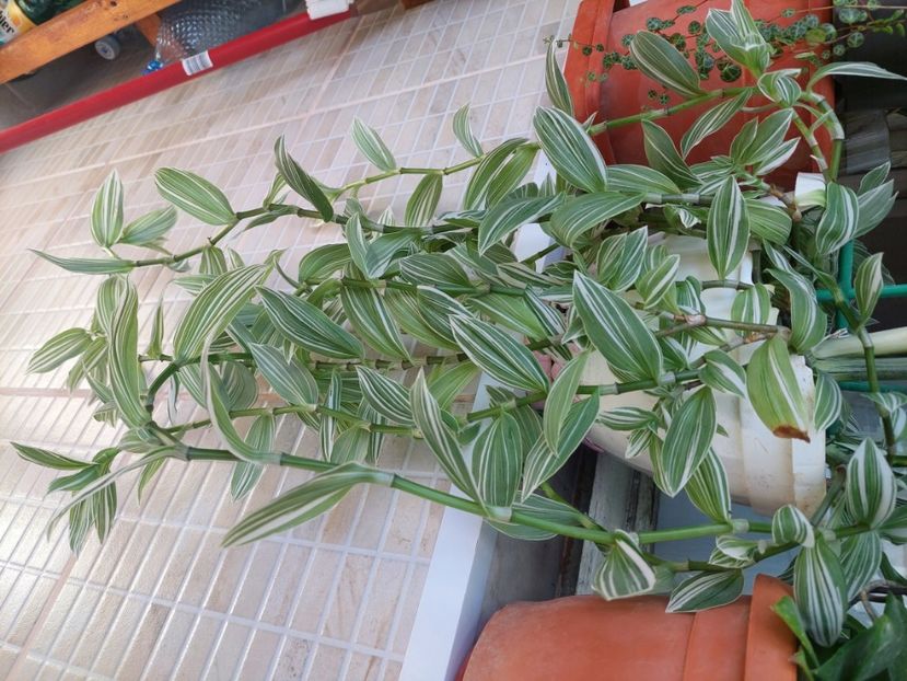 Tradescantia variegata 20 lei planta matura - w Produse livrate