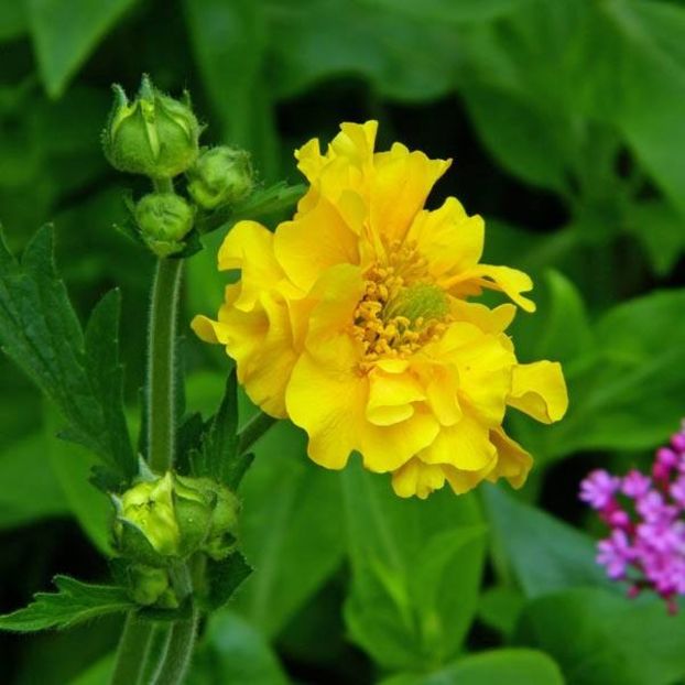 Geum 'Lady Stratheden' - Geum