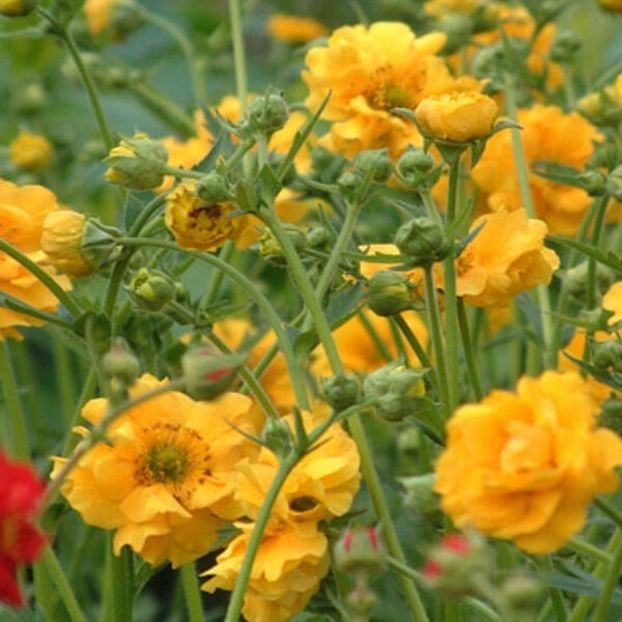 Geum 'Lady Stratheden' - Geum