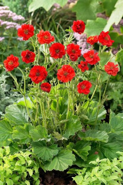 Geum 'Mrs J Bradshaw' - Geum