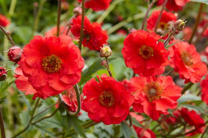 Geum 'Mrs J Bradshaw' - Geum