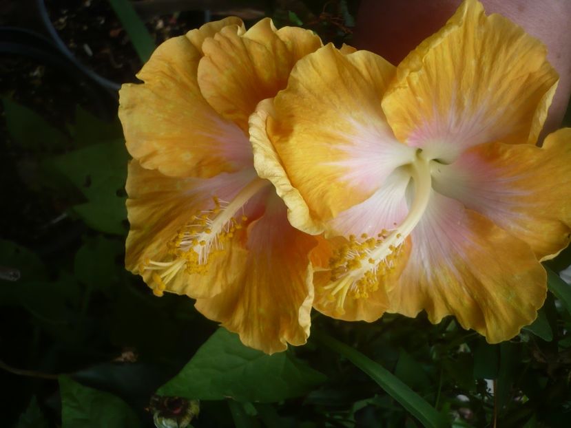 05.07.2021 - HIBISCUSI 2021-2