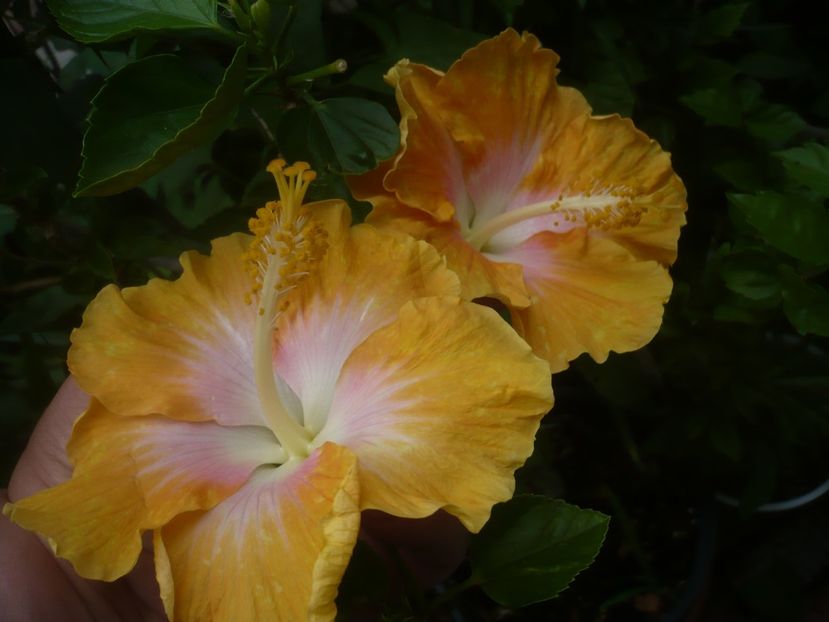 P1490166 - HIBISCUSI 2021-2