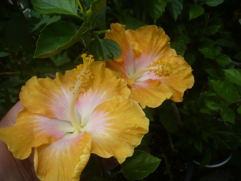 P1490167 - HIBISCUSI 2021-2