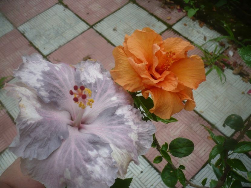 P1490170 - HIBISCUSI 2021-2