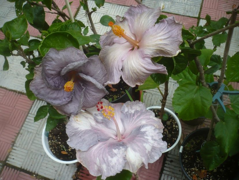 P1490173 - HIBISCUSI 2021-2