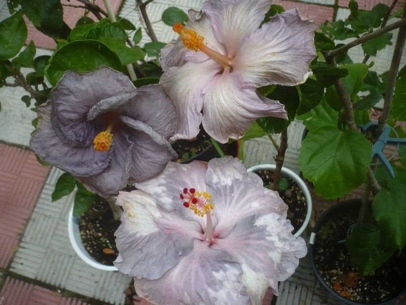 P1490174 - HIBISCUSI 2021-2