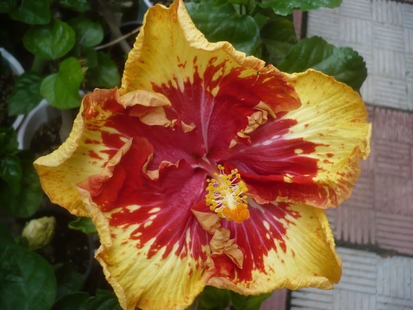 P1490175 - HIBISCUSI 2021-2