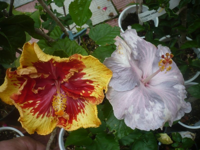 P1490176 - HIBISCUSI 2021-2