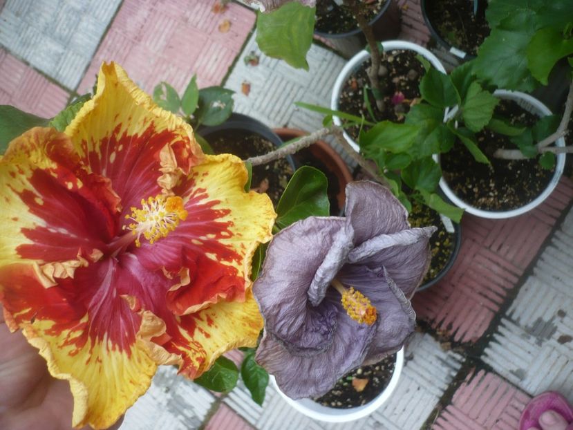 P1490182 - HIBISCUSI 2021-2
