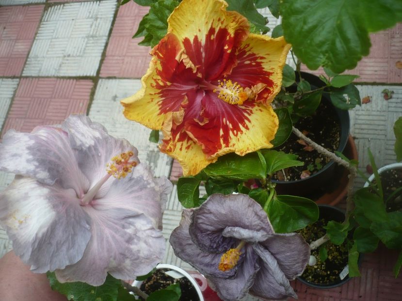 P1490184 - HIBISCUSI 2021-2