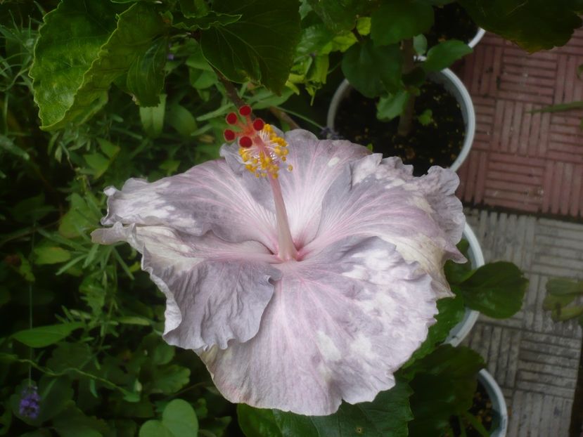 P1490161 - HIBISCUSI 2021-2