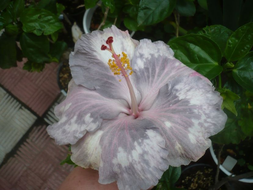 P1490162 - HIBISCUSI 2021-2