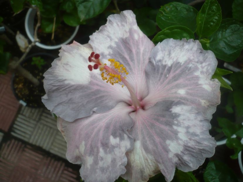 P1490163 - HIBISCUSI 2021-2