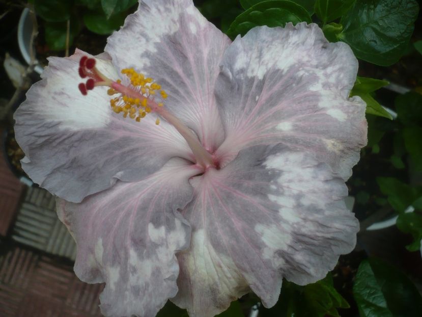 P1490164 - HIBISCUSI 2021-2