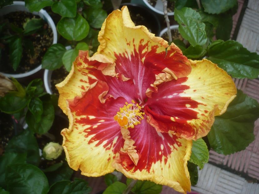 P1490180 - Vocal Coach