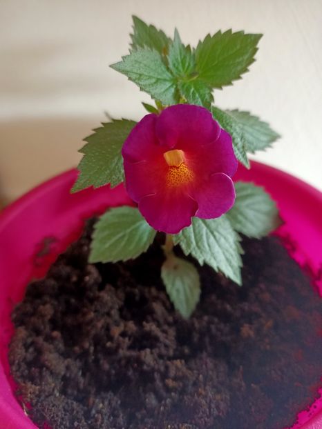 5.07.2021— BriD's Maria - Achi cu 6 petale