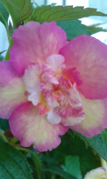  - colectia mea de achimenes 2021