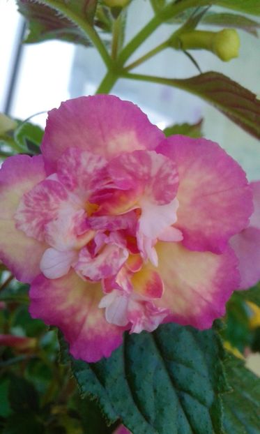  - colectia mea de achimenes 2021