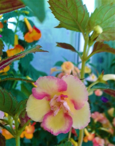  - colectia mea de achimenes 2021