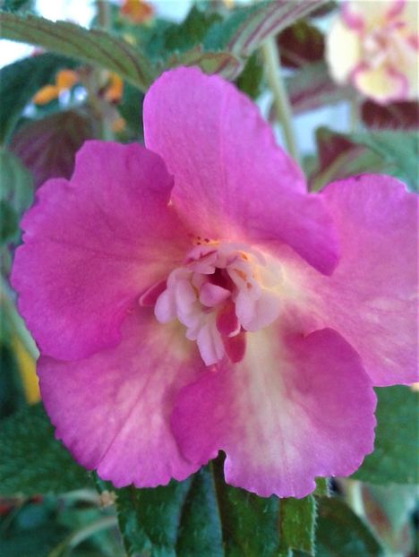  - colectia mea de achimenes 2021