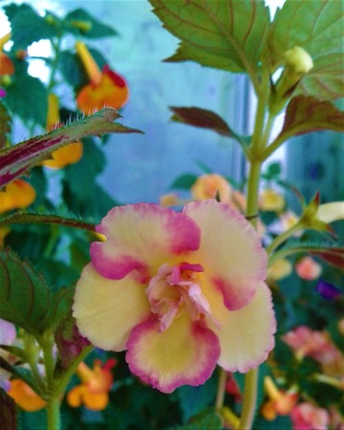  - colectia mea de achimenes 2021