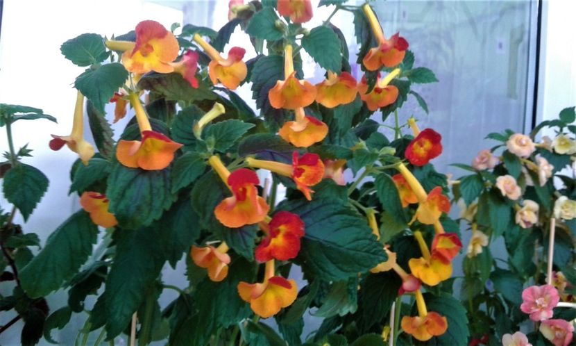 20210705_114714-3 - Achi IRINA 2020000085