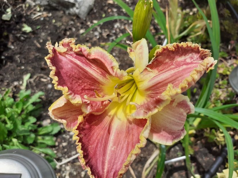 Cape breton first bloom - Hemerocallis 2021