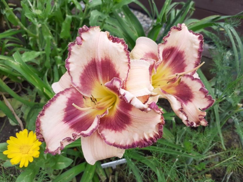 Regal Braid - Hemerocallis 2021