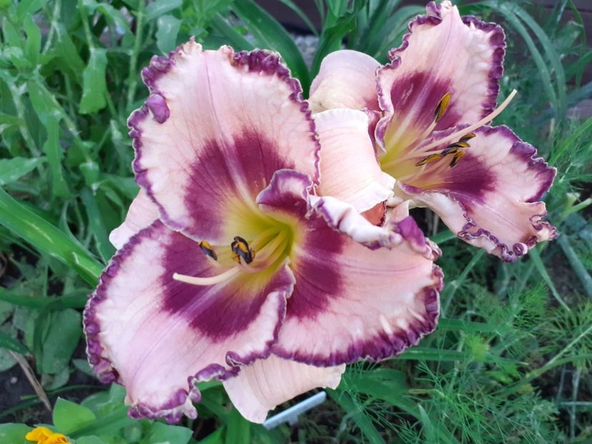 Regal Braid - Hemerocallis 2021