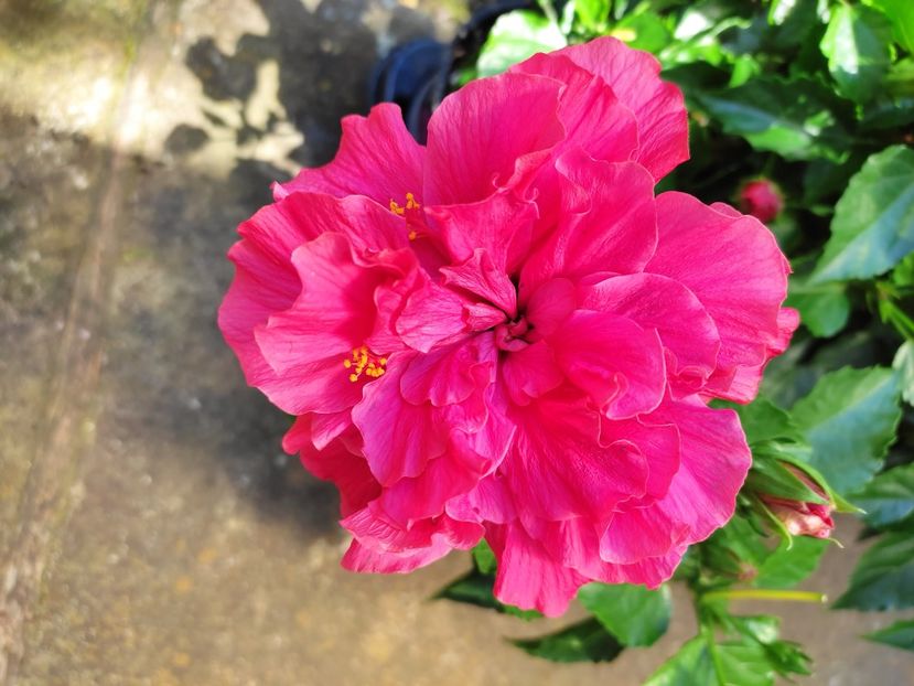 - Hibiscus 2021 -1