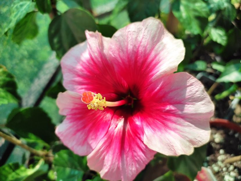  - Hibiscus 2021 -1