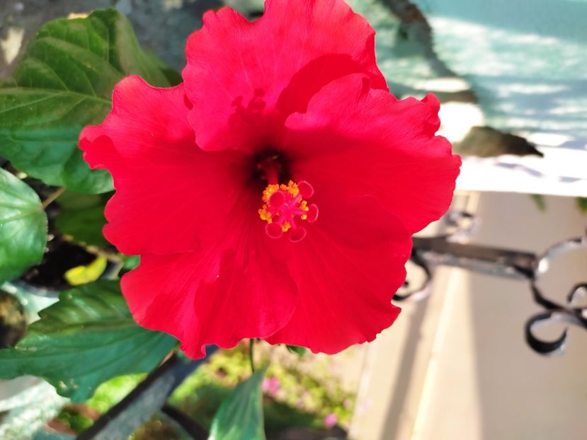  - Hibiscus 2021 -1