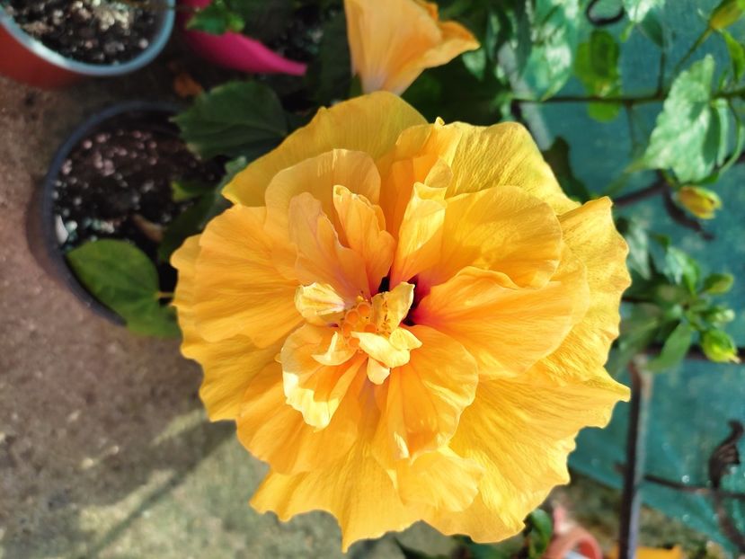  - Hibiscus 2021 -1
