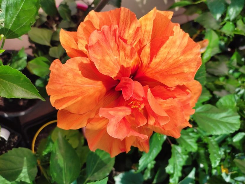  - Hibiscus 2021 -1