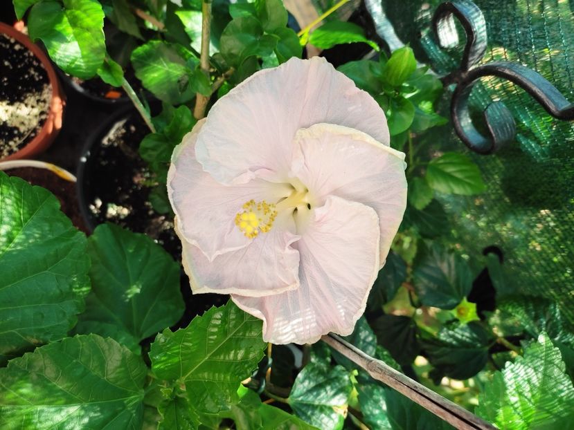  - Hibiscus 2021 -1