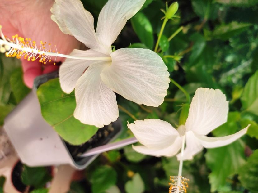  - Hibiscus 2021 -1