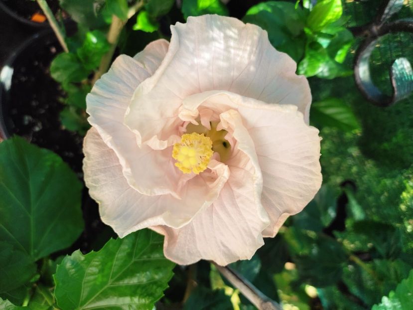  - Hibiscus 2021 -1
