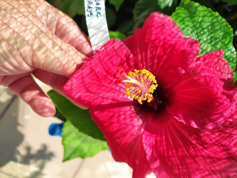  - Hibiscus 2021 -1