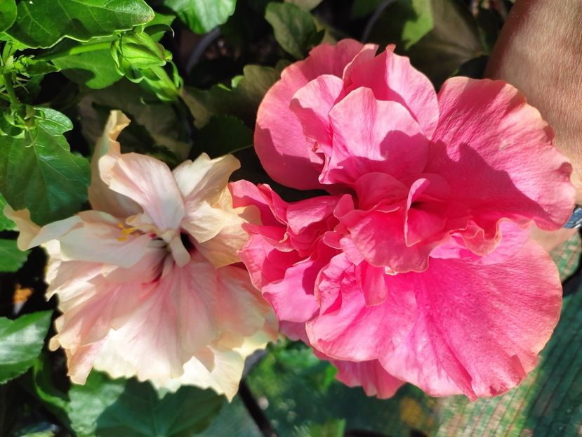  - Hibiscus 2021 -1