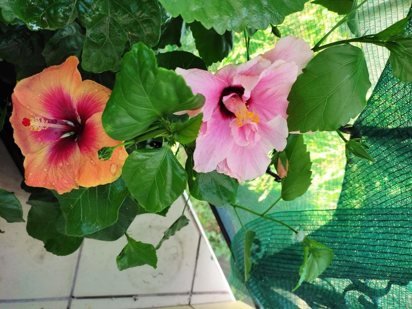  - Hibiscus 2021 -1