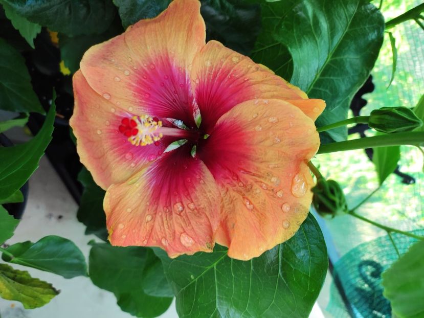  - Hibiscus 2021 -1