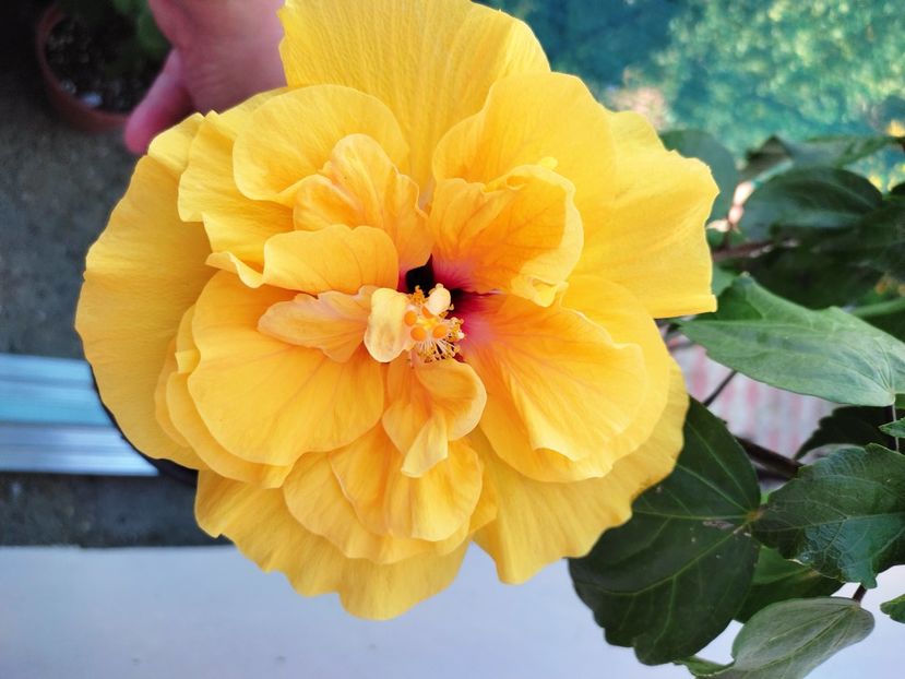  - Hibiscus 2021 -1