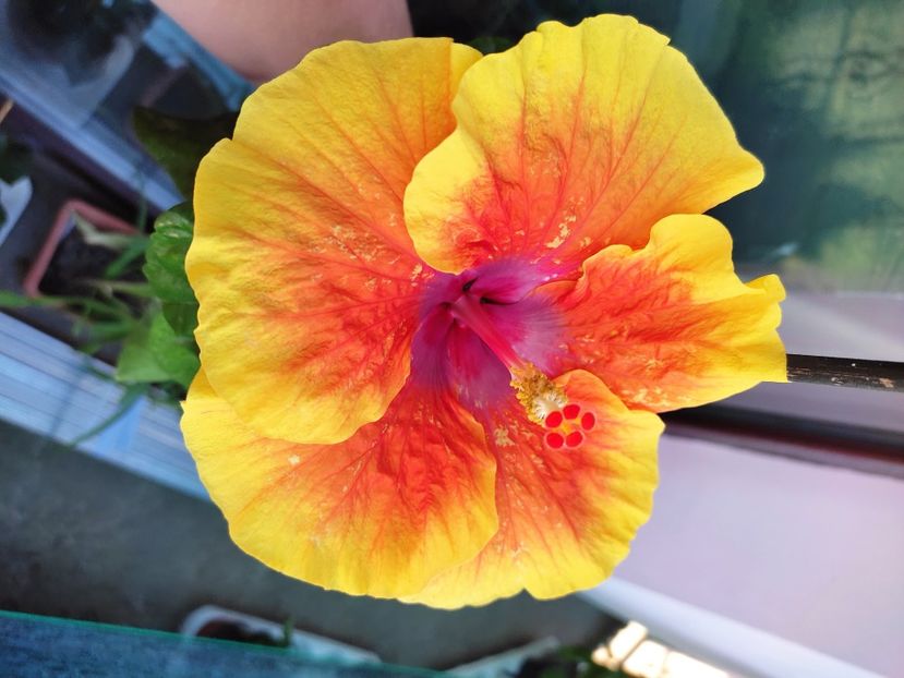  - Hibiscus 2021 -1